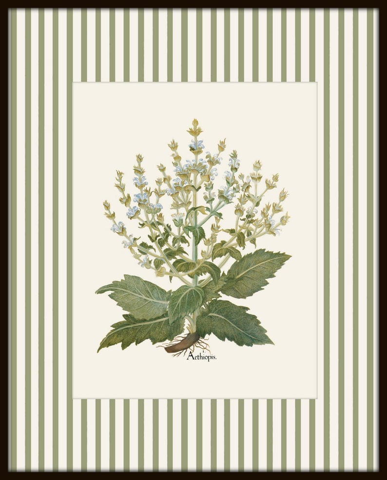 Op de afbeelding: Een vintage botanische illustratie van een wit bloeiende plant met groene bladeren en een bruin wortelstelsel. De plant is gelabeld met "Aethiopis".