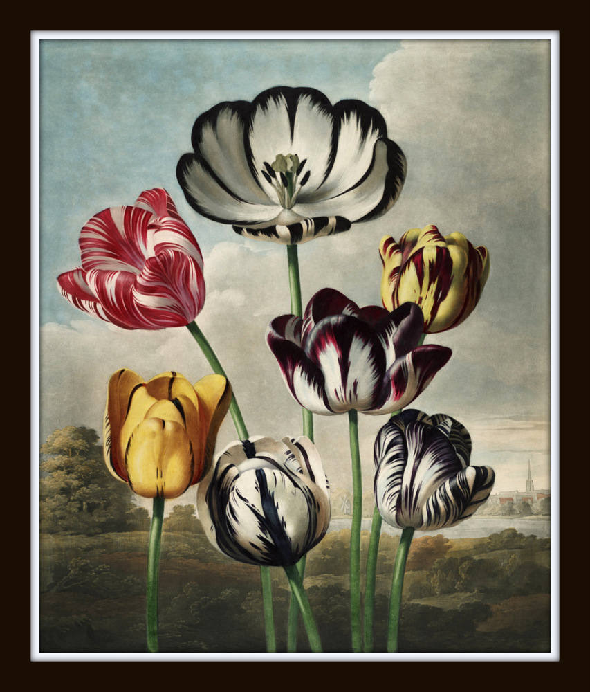 Botanical Print Set No. 16 Antique Botanical Prints Giclee | Etsy