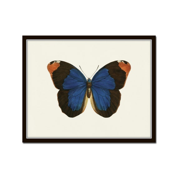 French Butterfly Print No. 6, Butterfly Print, Vintage Butterfly Art, Wall Art, Antique Butterfly Art, Nursery Art, Child's Room Art