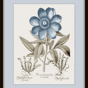 Vintage Sepia and Blue Botanical Print Set No. 3, Botanical Art, Vintage Botanical Prints, Wall Art, Collage Art, Home Decor image 2