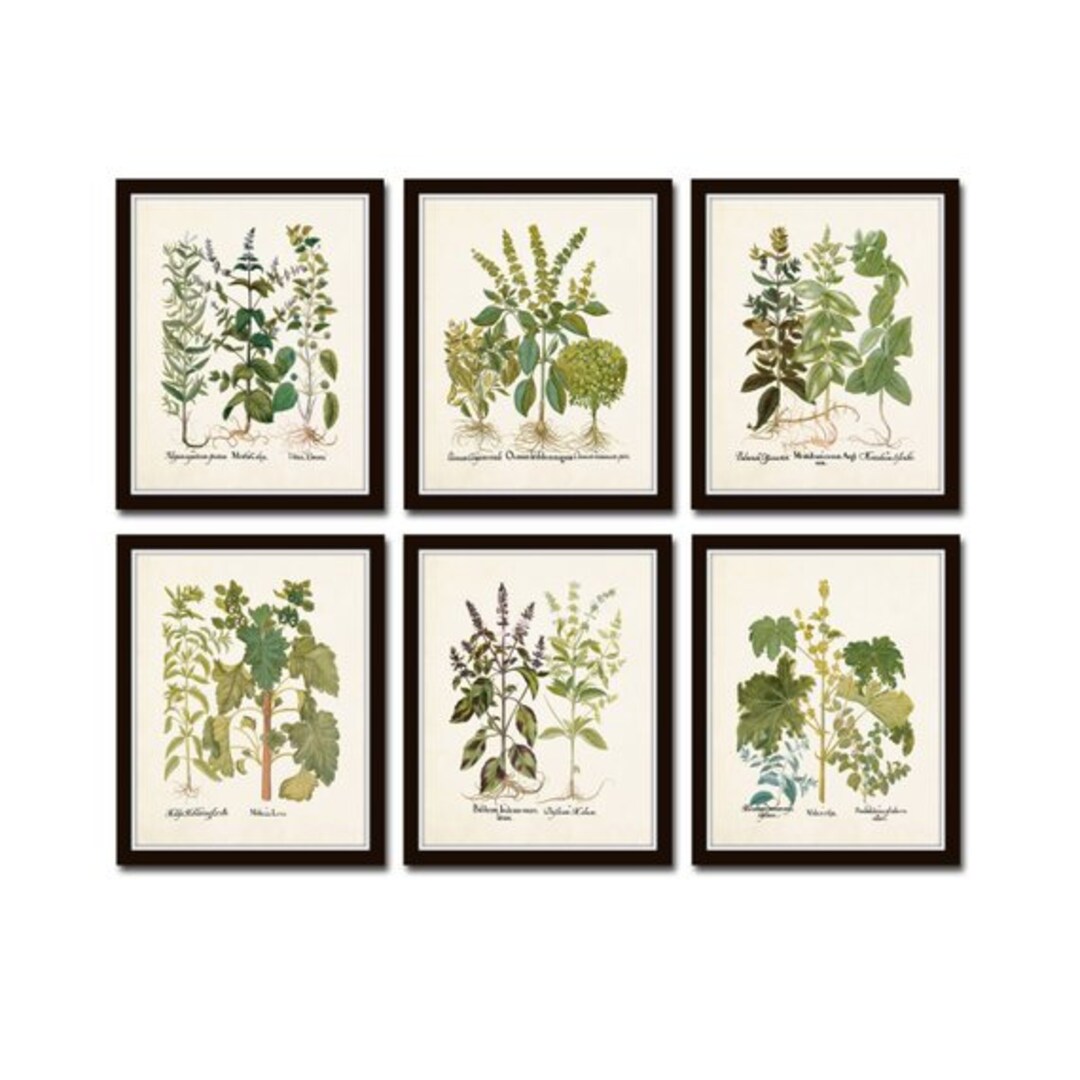 botanical herb prints set of 4 unframed botanical herb... Antique Herbs Print Set No. 32, Herb Prints, Botanical Prints ...