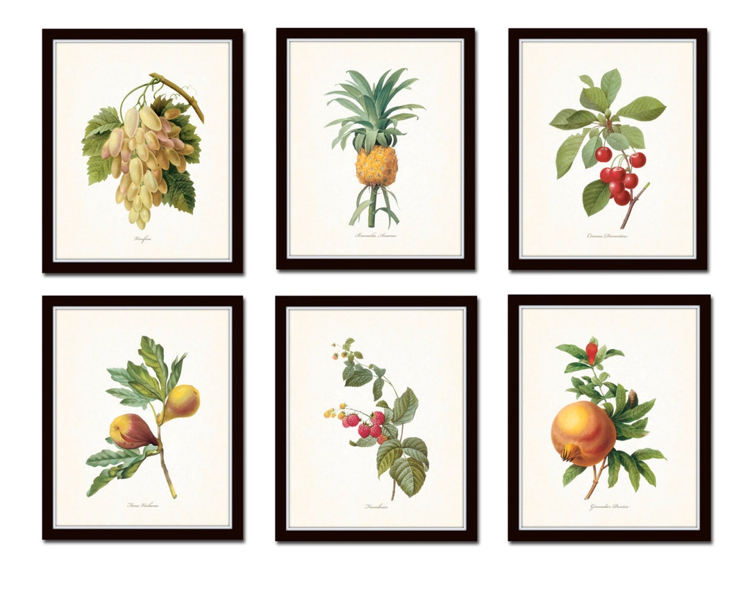 kitchen gallery wall art set of 6, vintage fruit... Antique Fruit Prints Set No. 2, Redoute, Fruit Prints, Gallery Wall Art ...