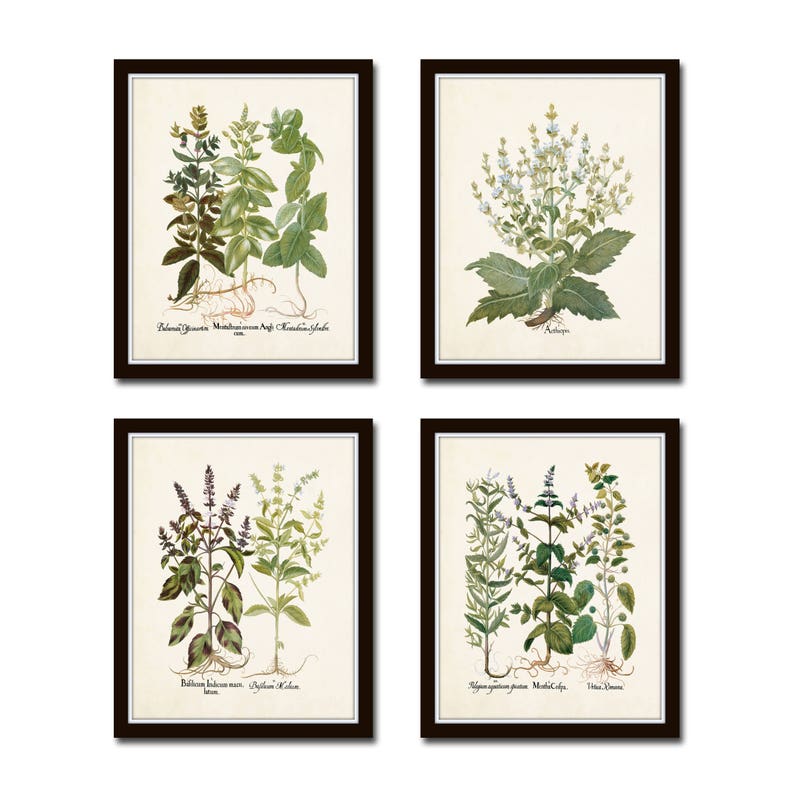 Antique Herbs Print Set No. 29, Herb Prints, Botanical Prints, Kitchen Wall Decor, Botanical Print Set, Kitchen Art, Wall Art, Print Sets image 1