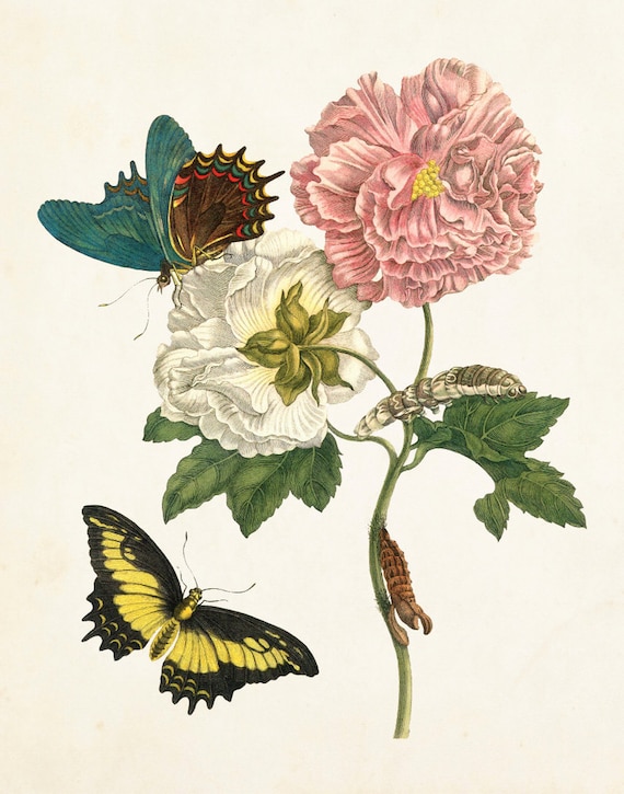 old sea＊MIYABI × antique butterfly MIYABI × antique butterfly Vintage Butterfly Print No. 24