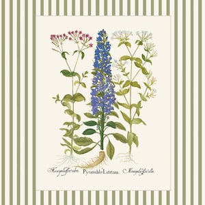 May include: A vintage botanical illustration featuring three types of flowers. The central flower is a blue pyramidal flower with the text "Pyramidalis Lutetiana." The flowers on the left and right are pink and white, respectively, with the text "Muscipula flor. rubra." and "Muscipula flor. alba."
