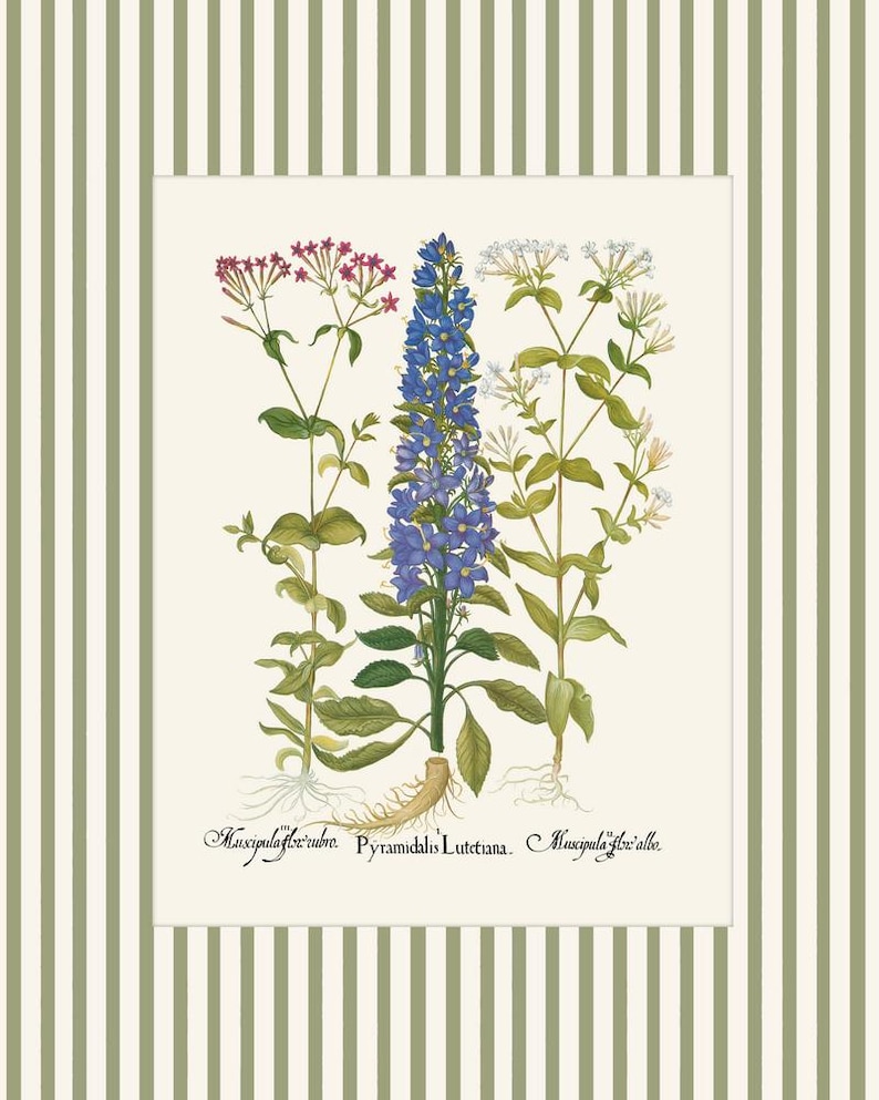 May include: A vintage botanical illustration featuring three types of flowers. The central flower is a blue pyramidal flower with the text "Pyramidalis Lutetiana." The flowers on the left and right are pink and white, respectively, with the text "Muscipula flor. rubra." and "Muscipula flor. alba."