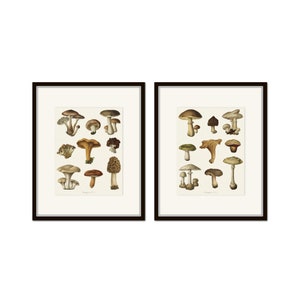 Vintage French Mushrooms Print Set No. 6, Mushroom Prints, Vegetable Art, Kitchen Decor, Art Prints, Wall Art, Kitchen Art