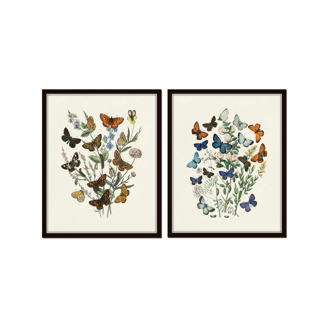 Butterflies and Moths Print Set, Botanical Print Set, Butterfly Prints ...