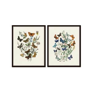 Butterflies and Moths Print Set, Botanical Print Set, Butterfly Prints, Giclee, Vintage Botanical, Wall Art, Home Decor