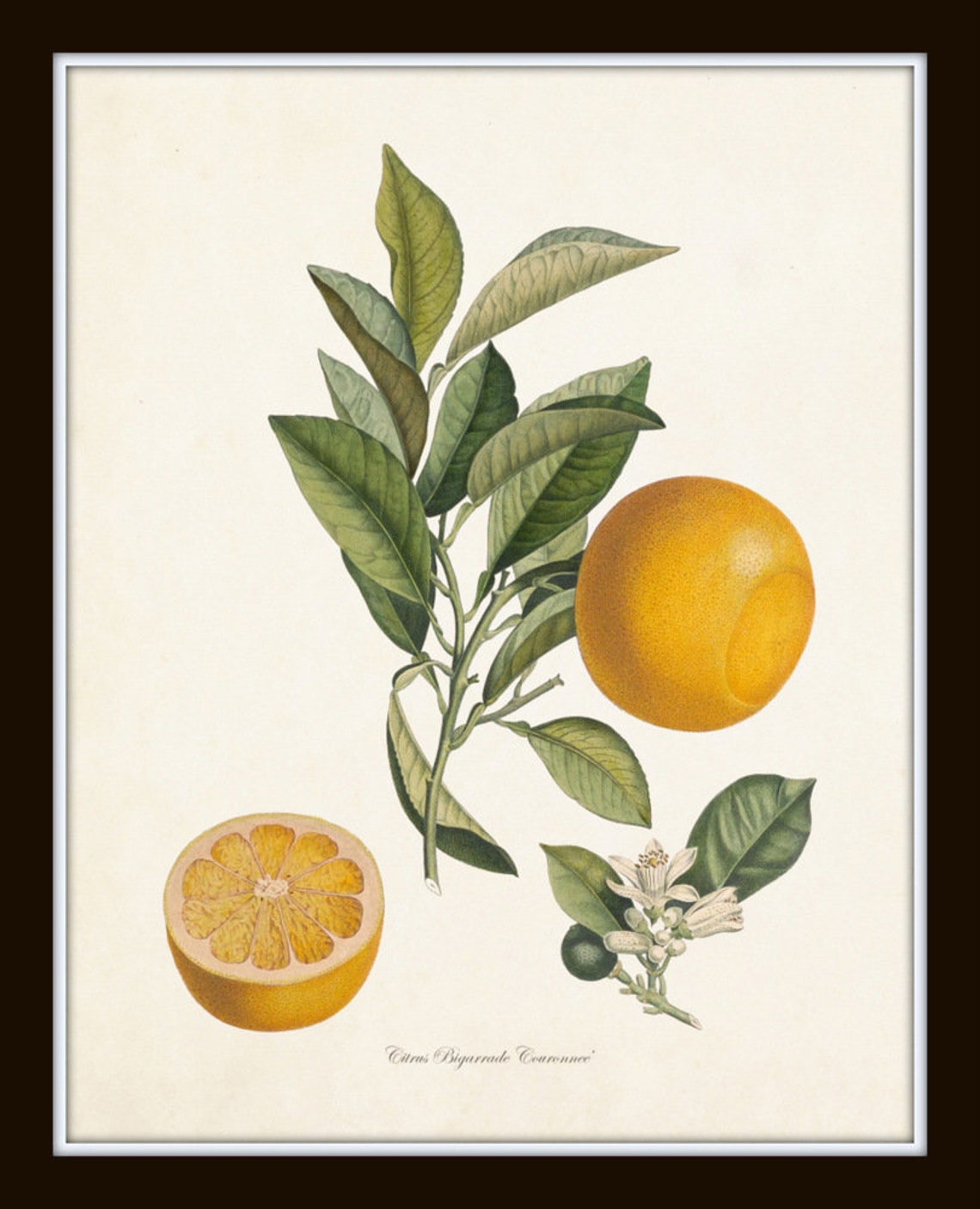 Vintage Citrus Print Set No. 5 Giclee Antique Botanical | Etsy