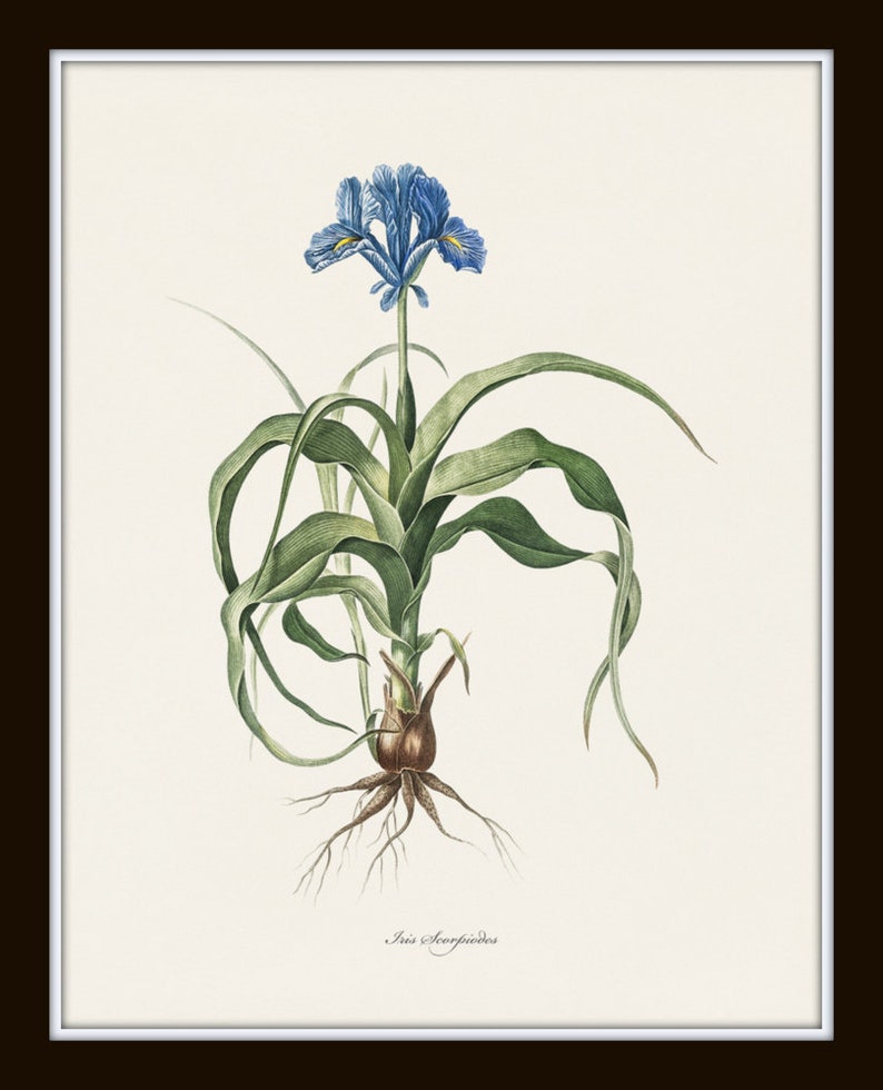 Blue Botanical Print Set No. 27, Redoute Botanical Prints, Blue Flower Prints, Wall Decor, Botanical Print Set image 7