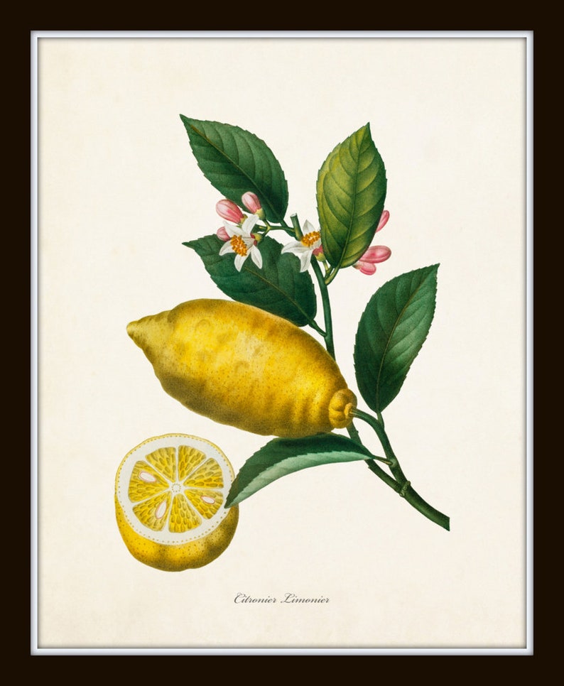 Botanical Print Set French Citrus Prints No. 3 Botanical - Etsy