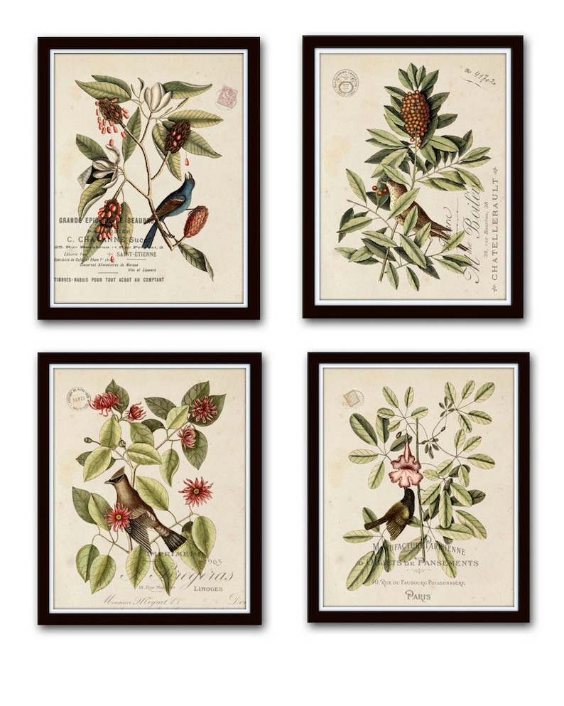 Vintage Bird and Botanical Print Set No.1 Giclee Art Prints Etsy
