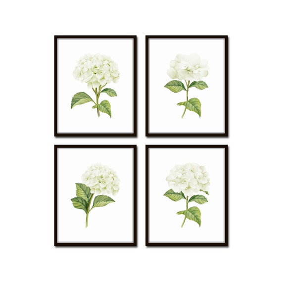 White Watercolor Hydrangea Print Set No. 1, Giclee, Botanical Print Set, Hydrangea Print Set, Watercolor Flower Prints, White Flower Prints