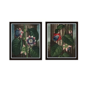 Vintage Botanical Print Set No. 38, Antique Botanical, Vintage Botanical, Home Decor, Wall Art, Giclee, Moody Botanical Art