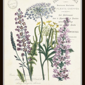 May include: A vintage botanical illustration of three different types of flowers. The flowers are depicted in shades of pink, purple, and blue, with green stems and leaves. The illustration is titled "Vignes Am&eacute;ricaines" and includes the text "Boutures Racin&eacute;es" and "PLANTS GREFF&Eacute;S".