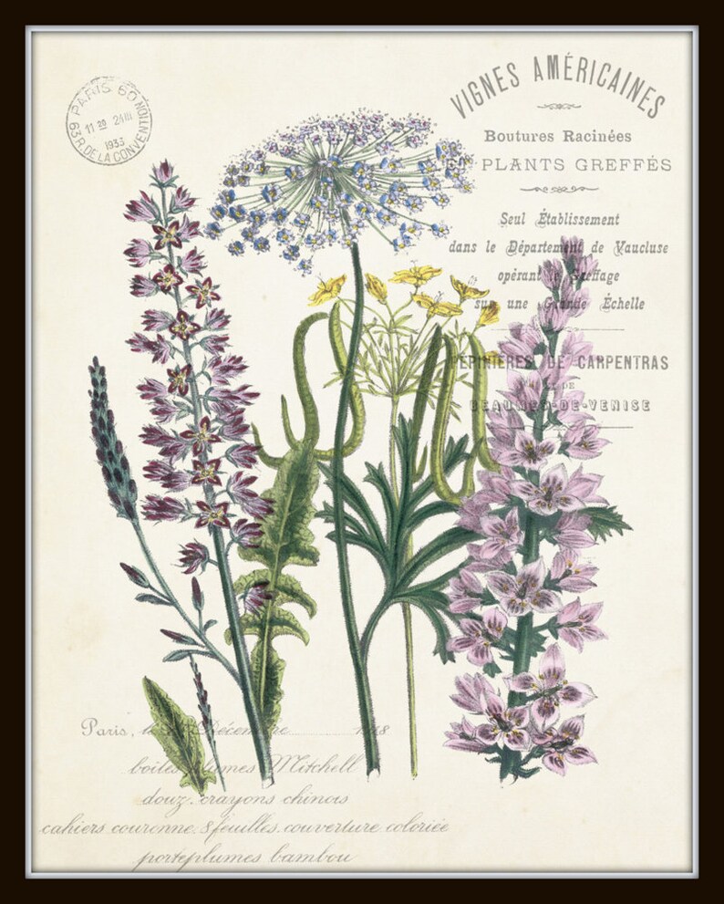 May include: A vintage botanical illustration of three different types of flowers. The flowers are depicted in shades of pink, purple, and blue, with green stems and leaves. The illustration is titled "Vignes Am&eacute;ricaines" and includes the text "Boutures Racin&eacute;es" and "PLANTS GREFF&Eacute;S".