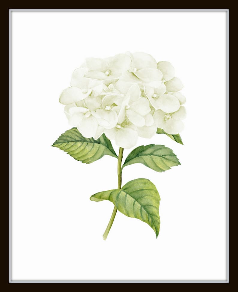 White Watercolor Hydrangea Print Set No. 1, Giclee, Botanical Print Set, Hydrangea Print Set, Watercolor Flower Prints, White Flower Prints image 5