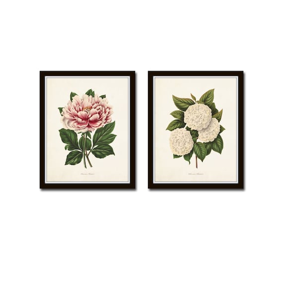 Botanical Print Set Peony Wall Art Kitchen Prints Botanical Decor Peony ...