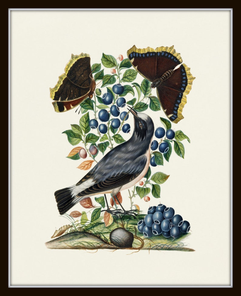 Vintage Bird and Butterfly Print Set No. 1, Botanical Prints, Vintage ...