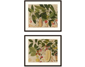Vintage Tropical Fruit Collage Set of 2, Botanical Prints, Vintage Botanical Art, Wall Art, Home Decor, Chinoiserie, Coastal Home Decor