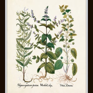 Antique Herbs Print Set No. 29, Herb Prints, Botanical Prints, Kitchen Wall Decor, Botanical Print Set, Kitchen Art, Wall Art, Print Sets image 5