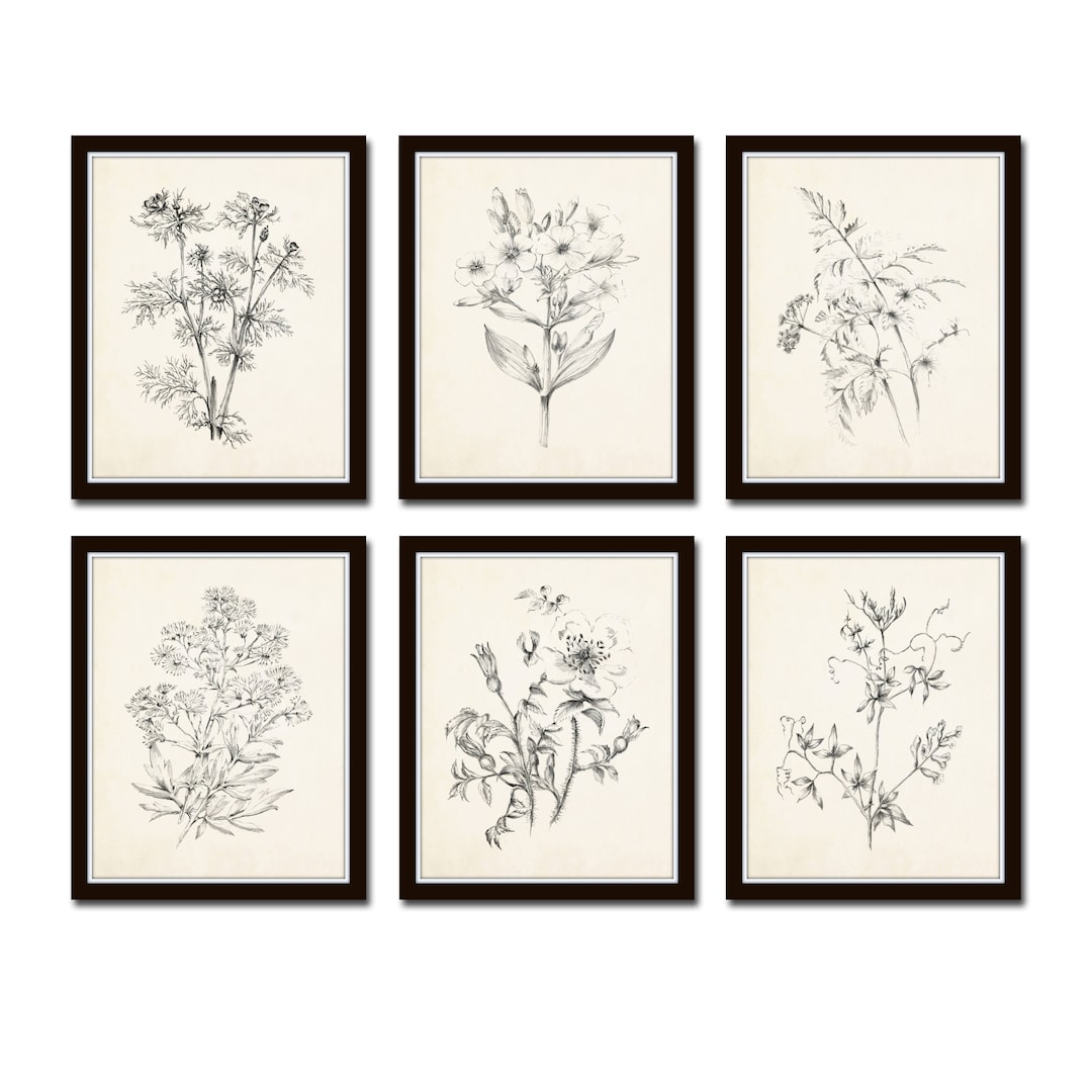 Vintage Botanical Sketch Prints Set No. 1 Botanical Prints 