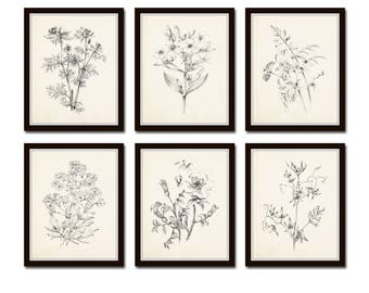 Botanical - Prints Flower Botanicals, Vintage Sketch Flower Print, 1, Prints, Botanical Art Art Set Giclee, Prints, Vintage Etsy Illustration, No.