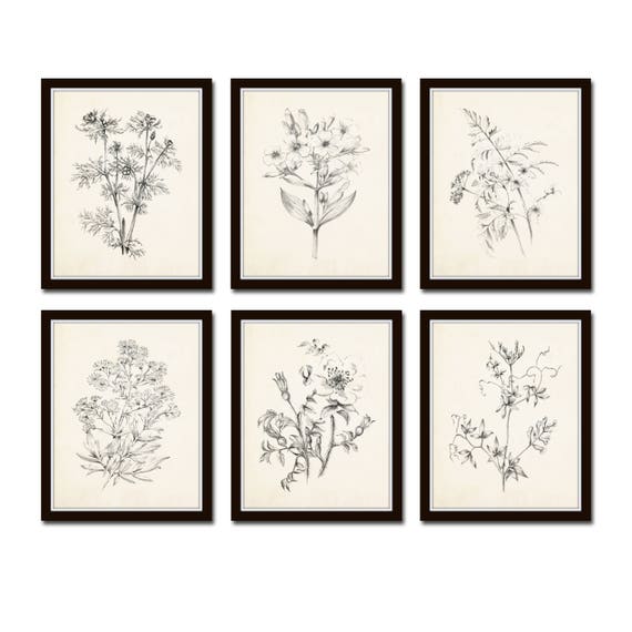 Flower Art Botanical Set Illustration, Botanical Prints Prints, Flower Botanicals, Vintage 1, - No. Giclee, Art Print, Sketch Vintage Etsy Prints,