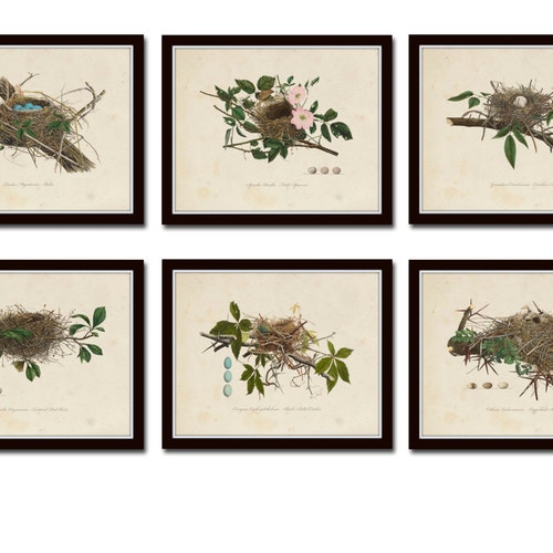 Vintage Bird Nests Print Set No. 1 Art Prints Vintage Birds Etsy
