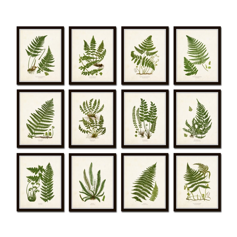 Vintage Ferns Print Set No. 35 Giclee Botanical Art | Etsy