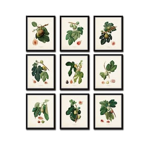 Botanical Print Set, Italian Figs Print Set No. 1, Botanical Art, Vintage Fruit Prints, Giclee, Wall Art, Home Decor, Kitchen Art