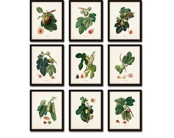 Botanical Print Set, Italian Figs Print Set No. 1, Botanical Art, Fruit Prints, Giclee, Wall Art, Art Prints, Wall Decor, Kitchen Art