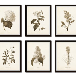 Vintage Botanical Sketch Prints Set No. 1, Botanical Prints, Giclee, Art  Print, Vintage Botanicals, Illustration, Flower Prints, Flower Art - Etsy