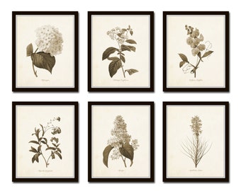 Sepia Flowers Print Set No.1, Botanical Prints, Giclee, Wall Art, Flower Prints, Illustration, Redoute Prints, Botanical Print Set, Collage