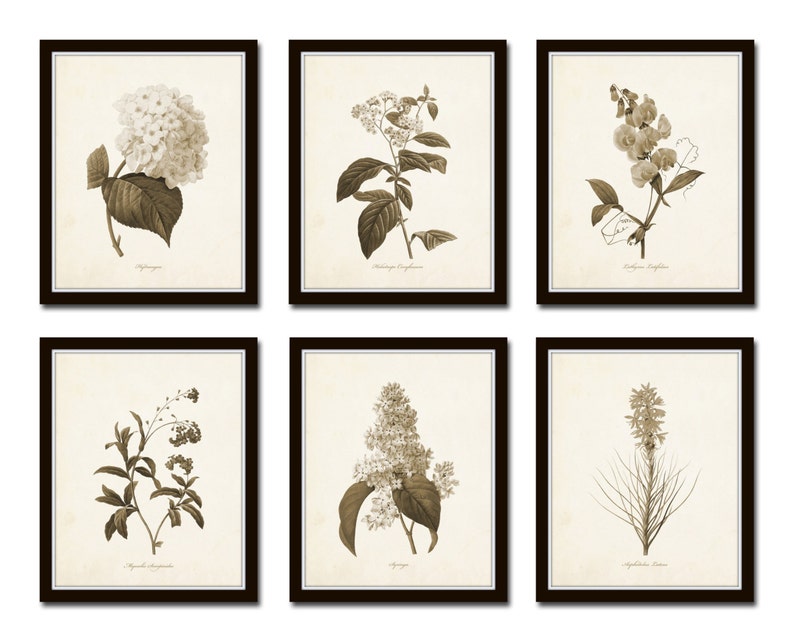 Sepia Flowers Print Set No.1, Botanical Prints, Giclee, Wall Art, Flower Prints, Illustration, Redoute Prints, Botanical Print Set, Collage image 1