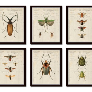 French Insect Study Print Set No. 1, Bee Prints, Vintage Insect Art, Collage Art, Home Decor, Wall Art, Insect Art, Boys Room Art