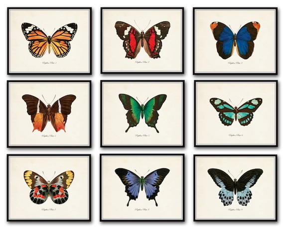 Papillon Butterfly Print Set No.12, Vintage Butterfly Prints