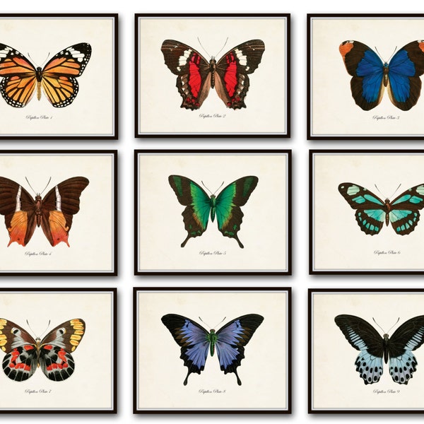 Papillon Butterfly Print Set No.12, Vintage Butterfly Prints, Giclee, Illustration, Natural History Art, Collage, Gallery Wall Art