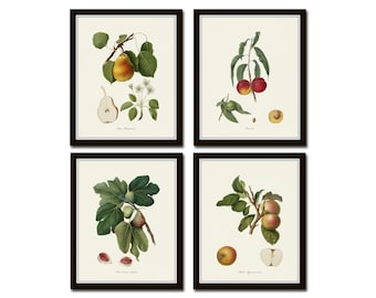 Vintage Italian Fruit Print Set No. 20, Botanical Print Set, Antique Fruit Prints, Fruit Prints, Giclee, Wall Art, Home Decor, Kitchen Art