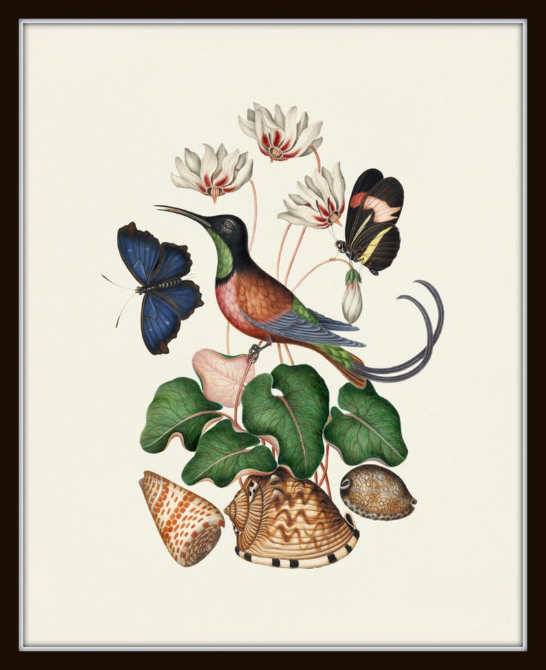 Vintage Bird and Butterfly Print Set No. 1, Botanical Prints, Vintage ...