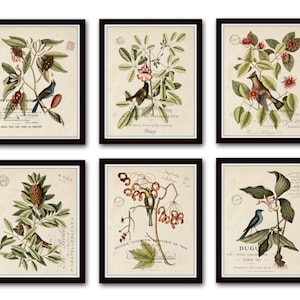 Vintage Bird and Botanical Print Set No.2 Giclee Art Print | Etsy