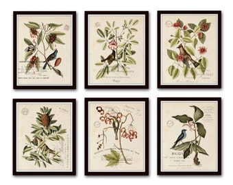 Vintage Bird and Botanical Print Set No.2, Giclee, Art Print, Botanical Prints, Wall Art, Mark Catesby, French Style, Collage, Bird Prints