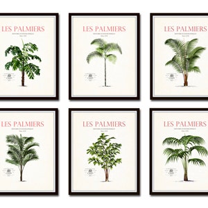 Vintage French Palm Tree Print Set No. 12, Giclee, Art Prints, Palm Tree Art, Beach Decor, Coastal Decor, Antique Botanical Prints, Collage