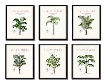 Vintage French Palm Tree Print Set No. 12, Giclee, Art Prints, Palm Tree Art, Beach Decor, Coastal Decor, Antique Botanical Prints, Collage
