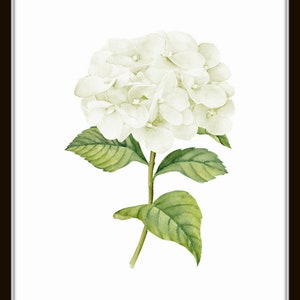 White Watercolor Hydrangea Print Set No. 1, Giclee, Botanical Print Set, Hydrangea Print Set, Watercolor Flower Prints, White Flower Prints image 3