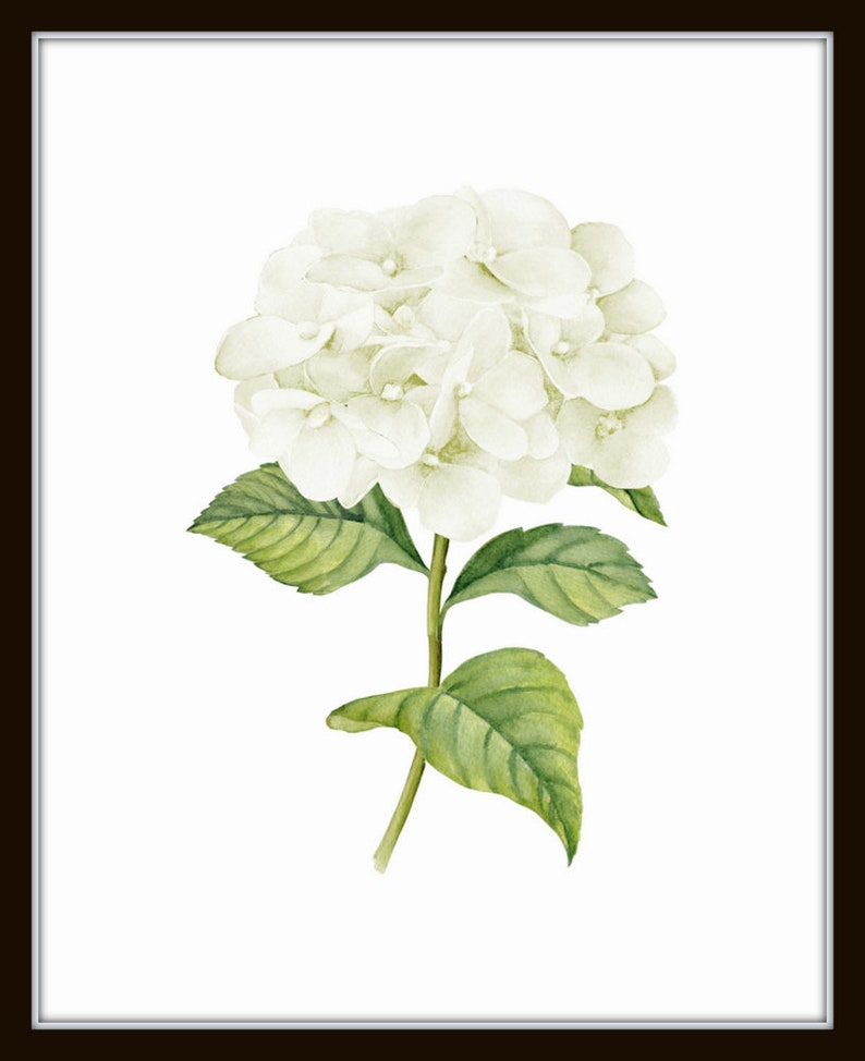 White Watercolor Hydrangea Print Set No. 1, Giclee, Botanical Print Set, Hydrangea Print Set, Watercolor Flower Prints, White Flower Prints image 3