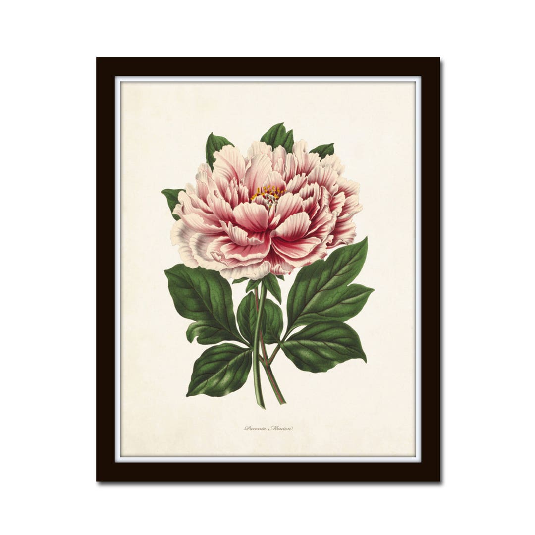 Peony Botanical Print No. 22, Vintage Peony Print, Botanical Art ...