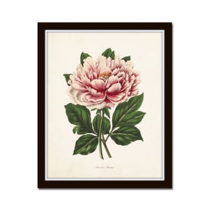 May include: A vintage botanical illustration of a pink and white peony flower with green leaves. The image is framed in a black frame and has the text "Paeonia Moutan" at the bottom.