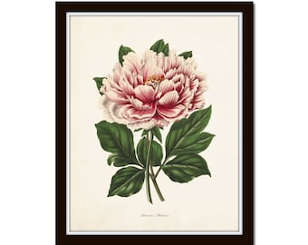 Peony Botanical Print No. 22, Vintage Peony Print, Botanical Art, Botanical Prints, Home Decor, Giclee, Wall Art, Vintage Art Prints